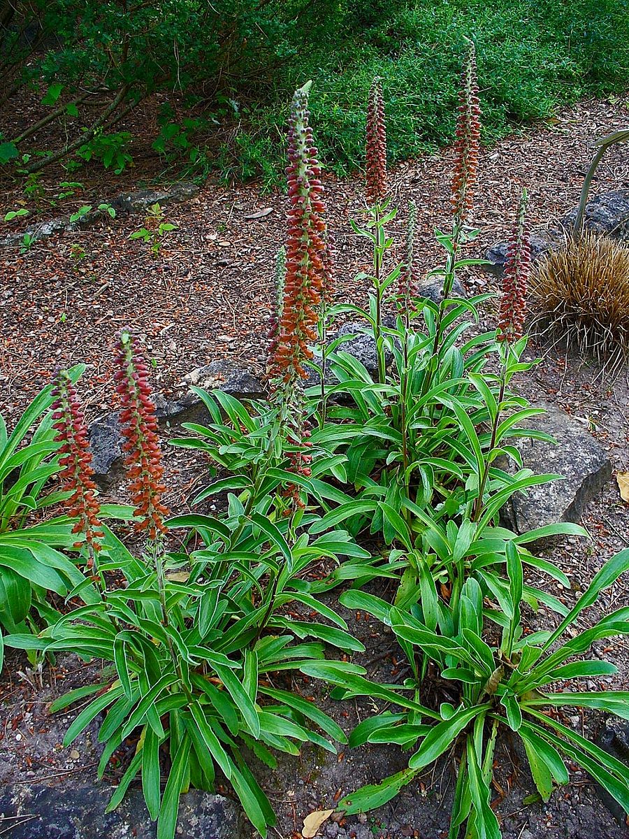 Digitalis parviflora blooming in garden