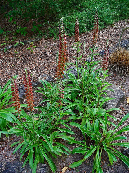 Digitalis parviflora blooming in garden