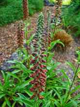 Digitalis parviflora flowers