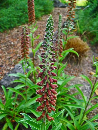 Digitalis parviflora flowers
