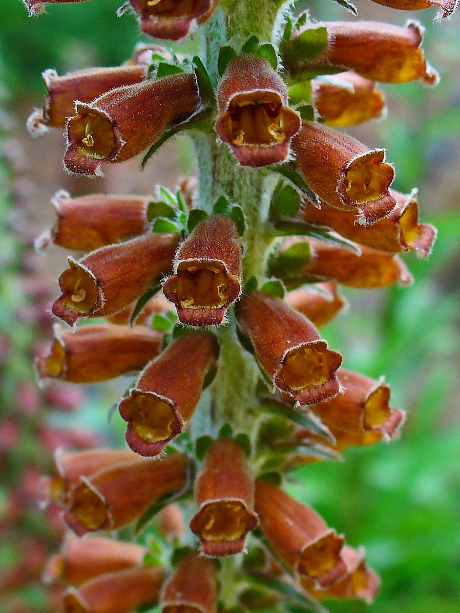 Digitalis parviflora close up of flowers