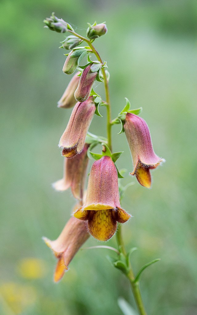 Digitalis obscura (sunset foxglove) – The Old Dairy Nursery & Gardens