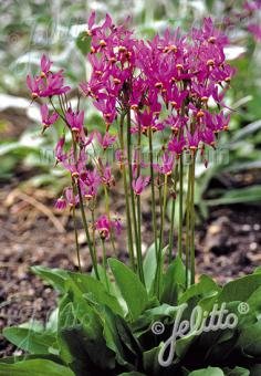 Dodecatheon meadia 'Red Colors'