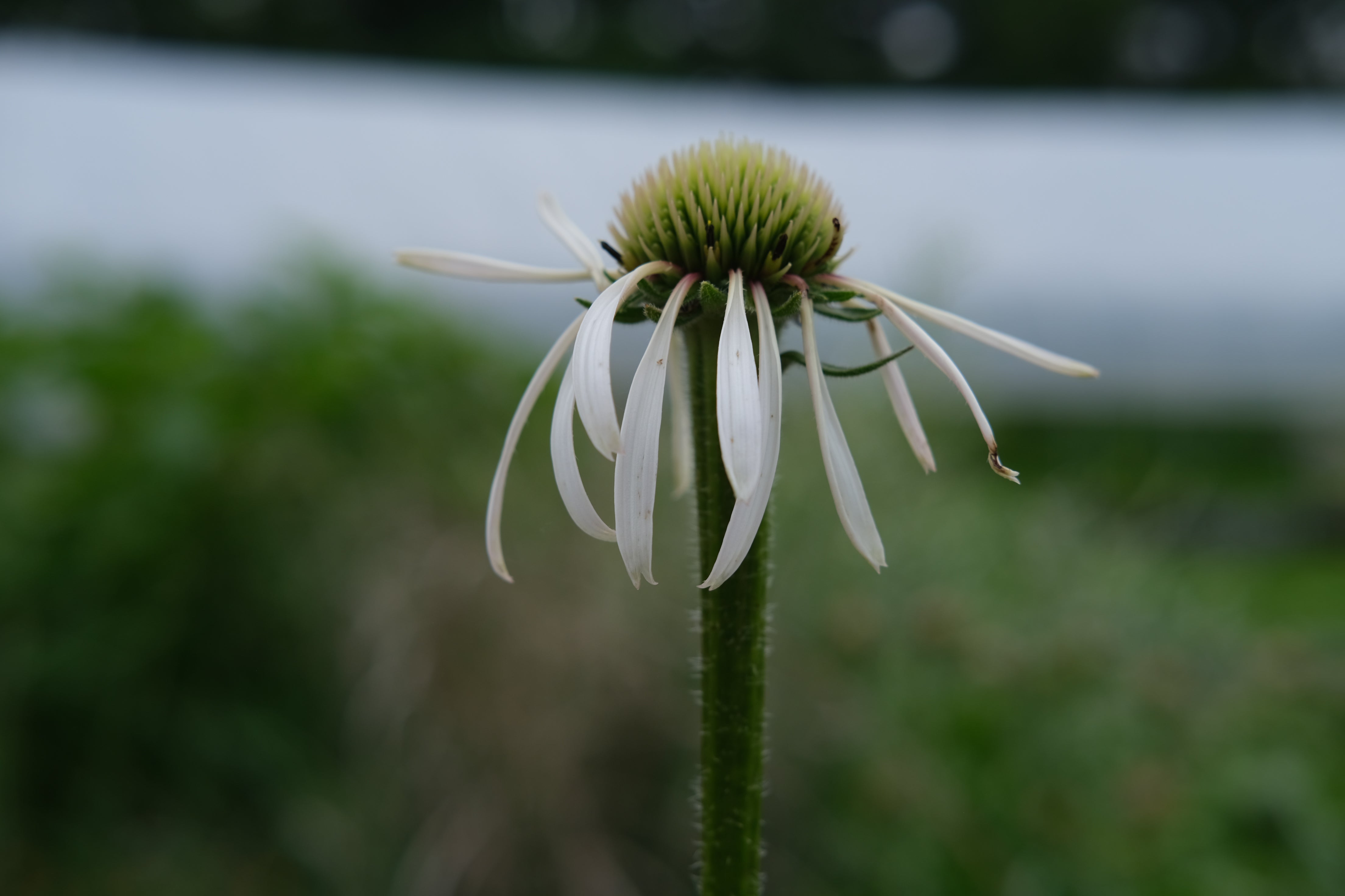 Echinacea pallida 'Hula Dancer' | coneflower – The Old Dairy Nursery ...