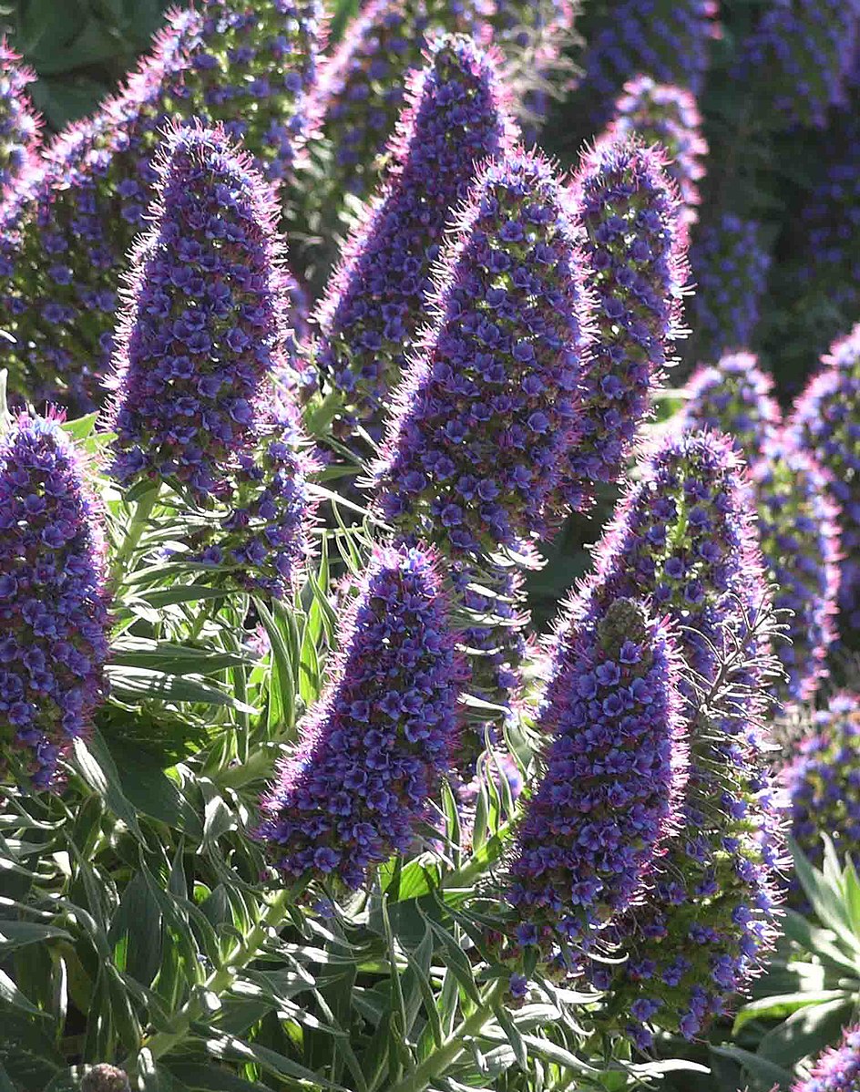 Echium candicans | Pride of Madeira