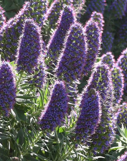 Echium candicans | Pride of Madeira