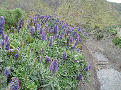 Echium candicans | Pride of Madeira
