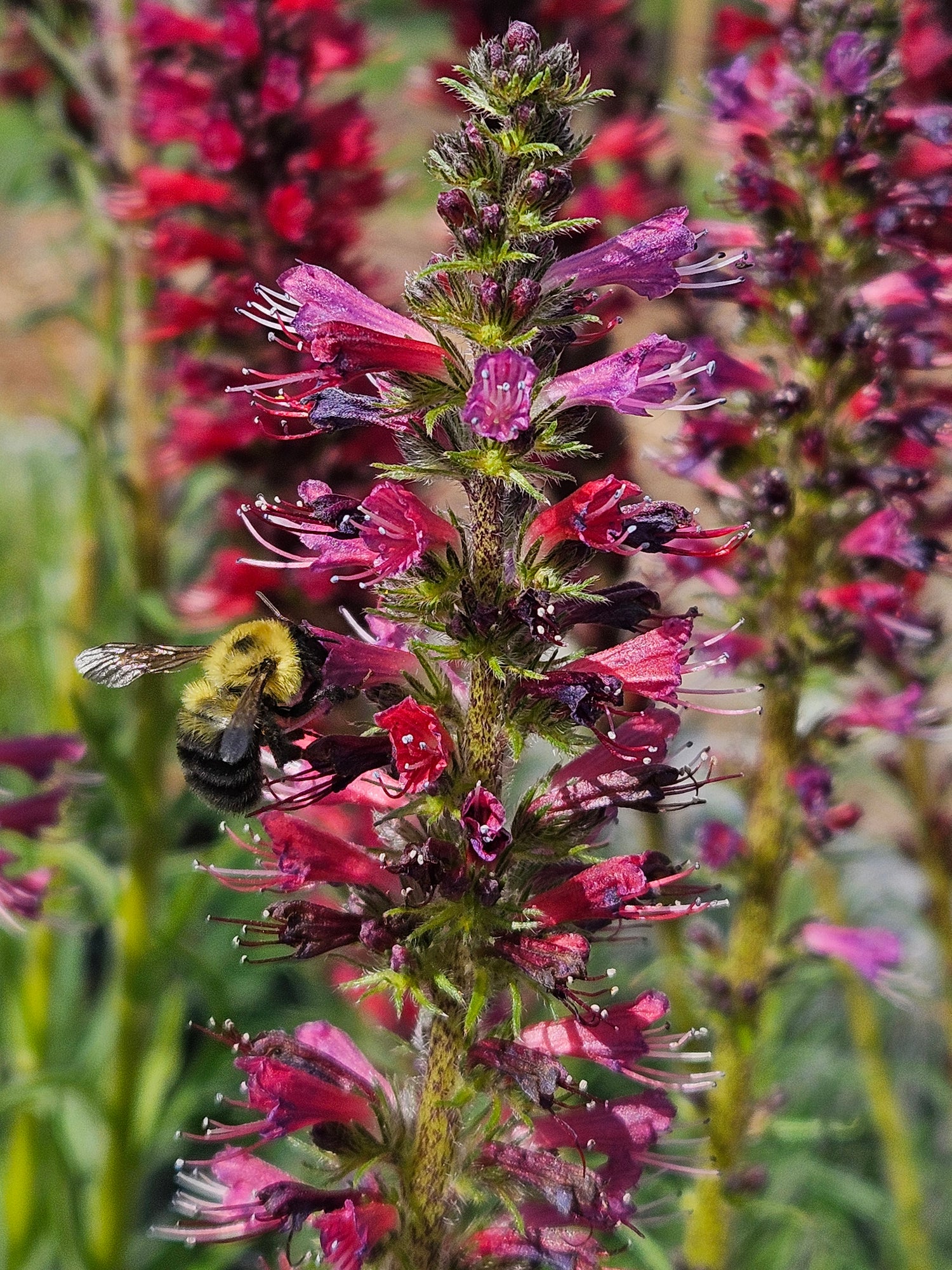Echium russicum (viper&