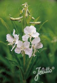 Epilobium angustifolium &