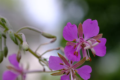 perennial fireweed pink flowers