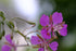 perennial fireweed pink flowers