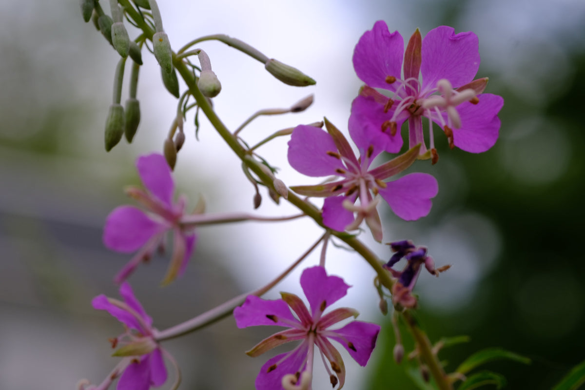 fireweed flowers