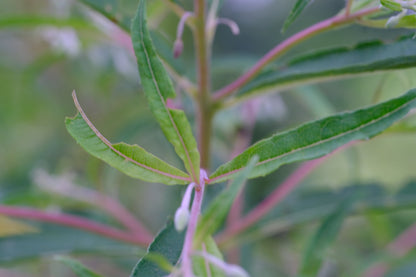 fireweed foliage