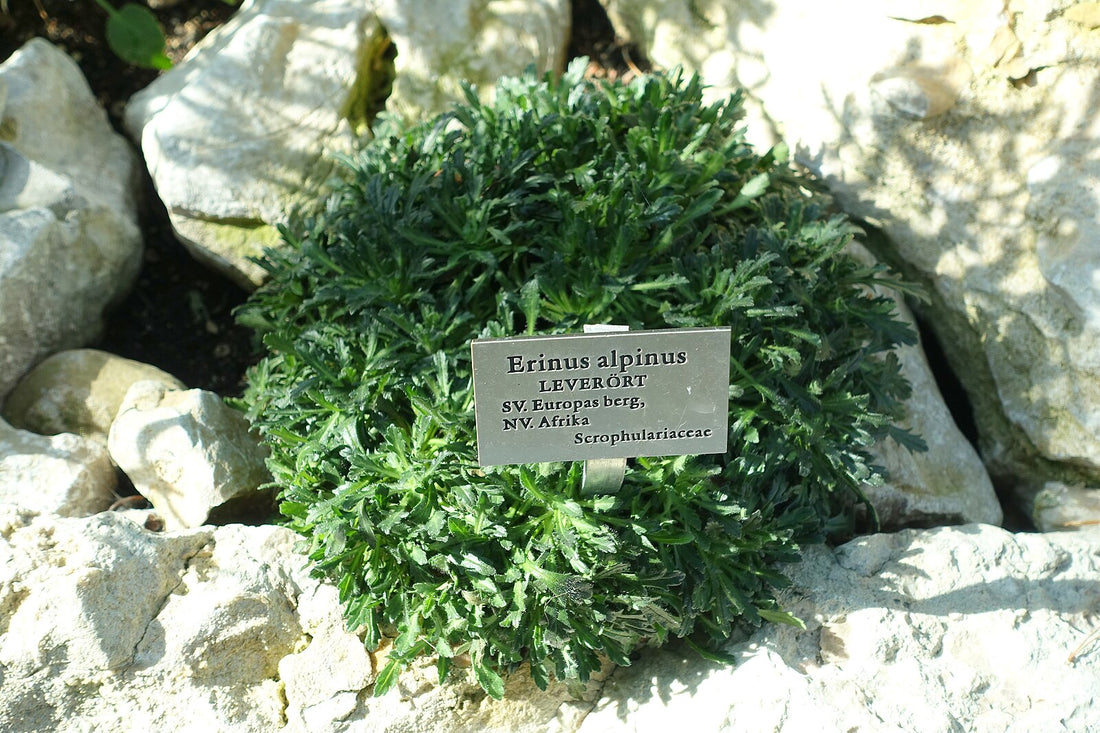 Erinus alpinus var. albus (white fairy foxglove) foliage