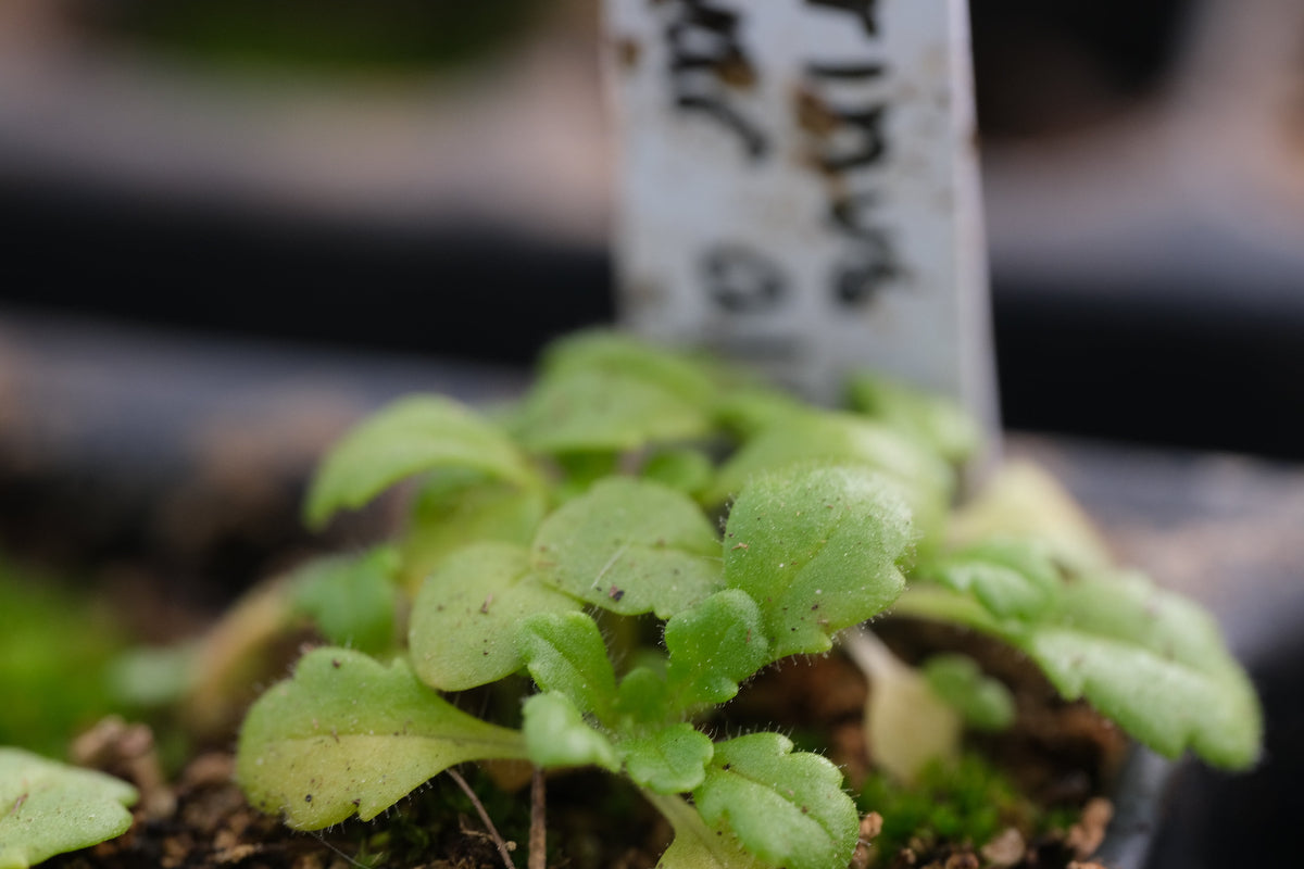 erinus seedlings