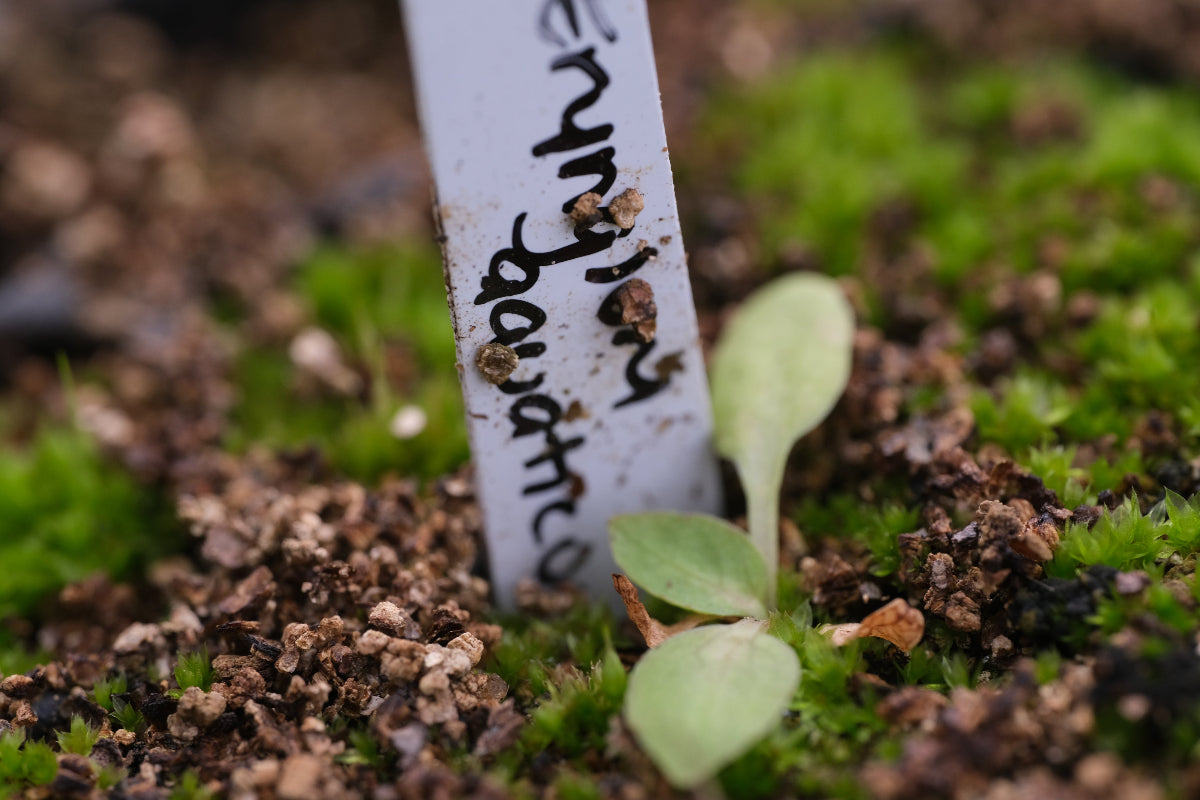 Eryngium aquatica seedling