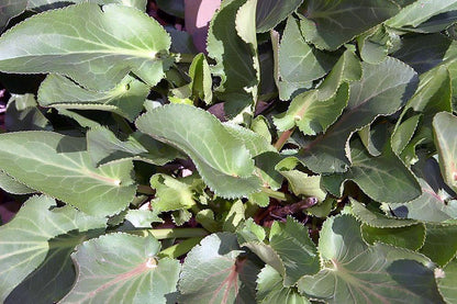 Eryngium planum (flat sea holly) foliage