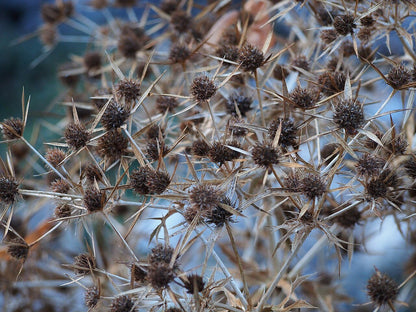 Eryngium planum