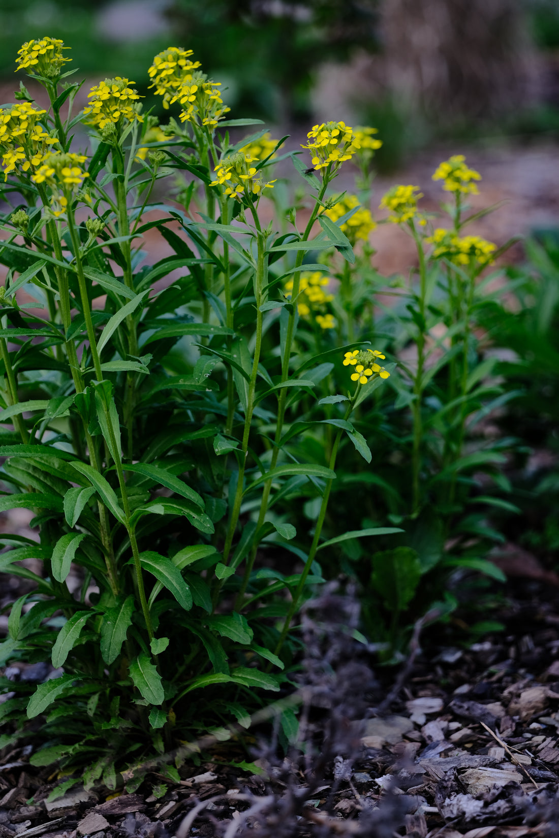 Erysimum hungaricum | wallflower blooming at The Old Dairy Nursery