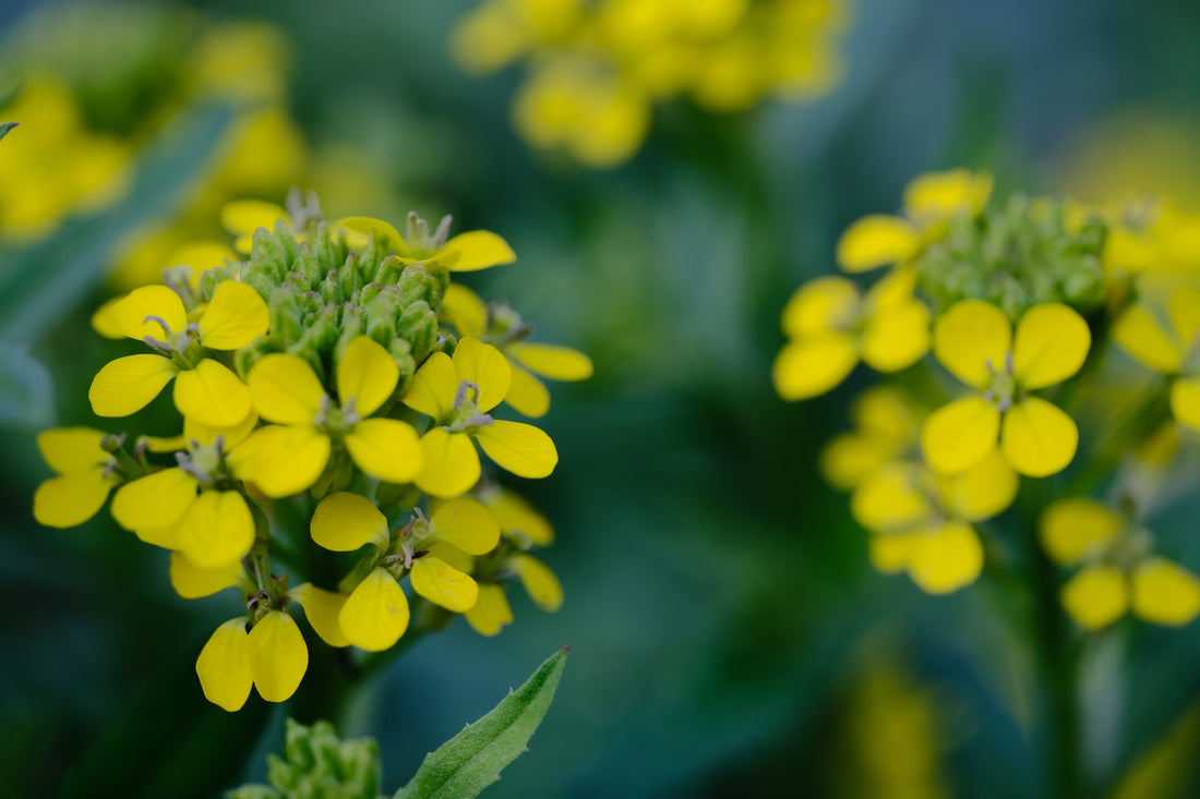 Erysimum hungaricum | wallflower close up of yellow spring flowers
