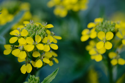 Erysimum hungaricum | wallflower close up of yellow spring flowers