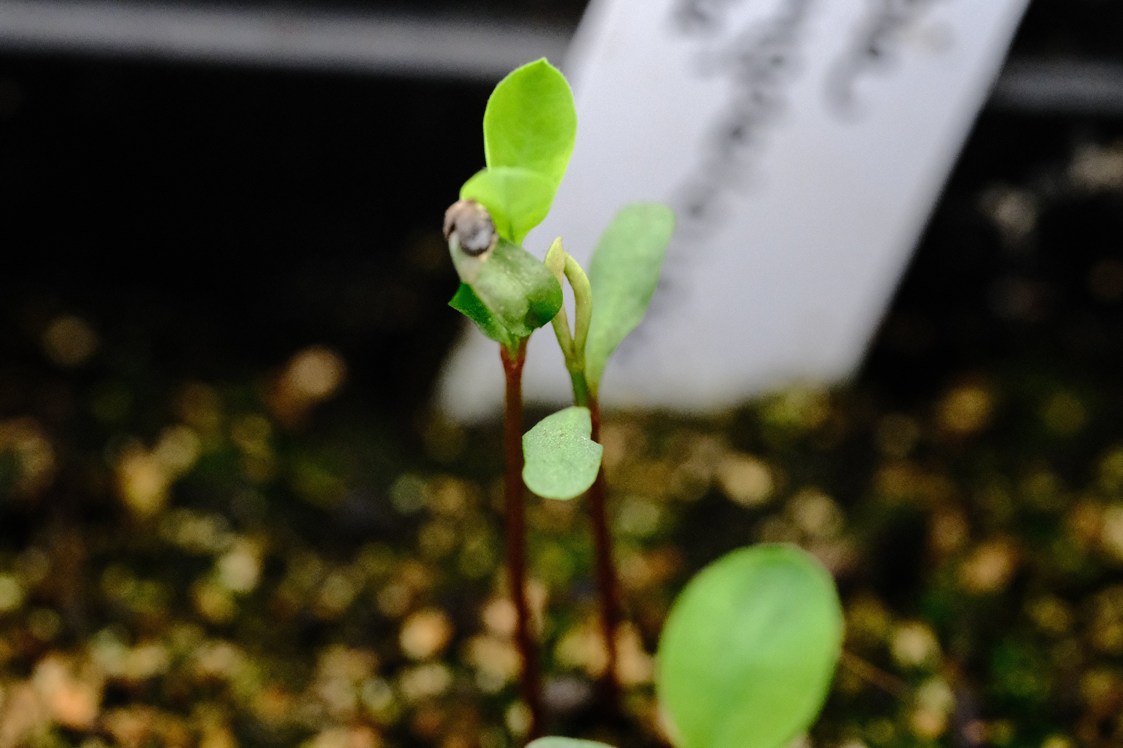 Euphorbia amygdaloides 'Purpurea'  seedling at the Old Dairy Nursery