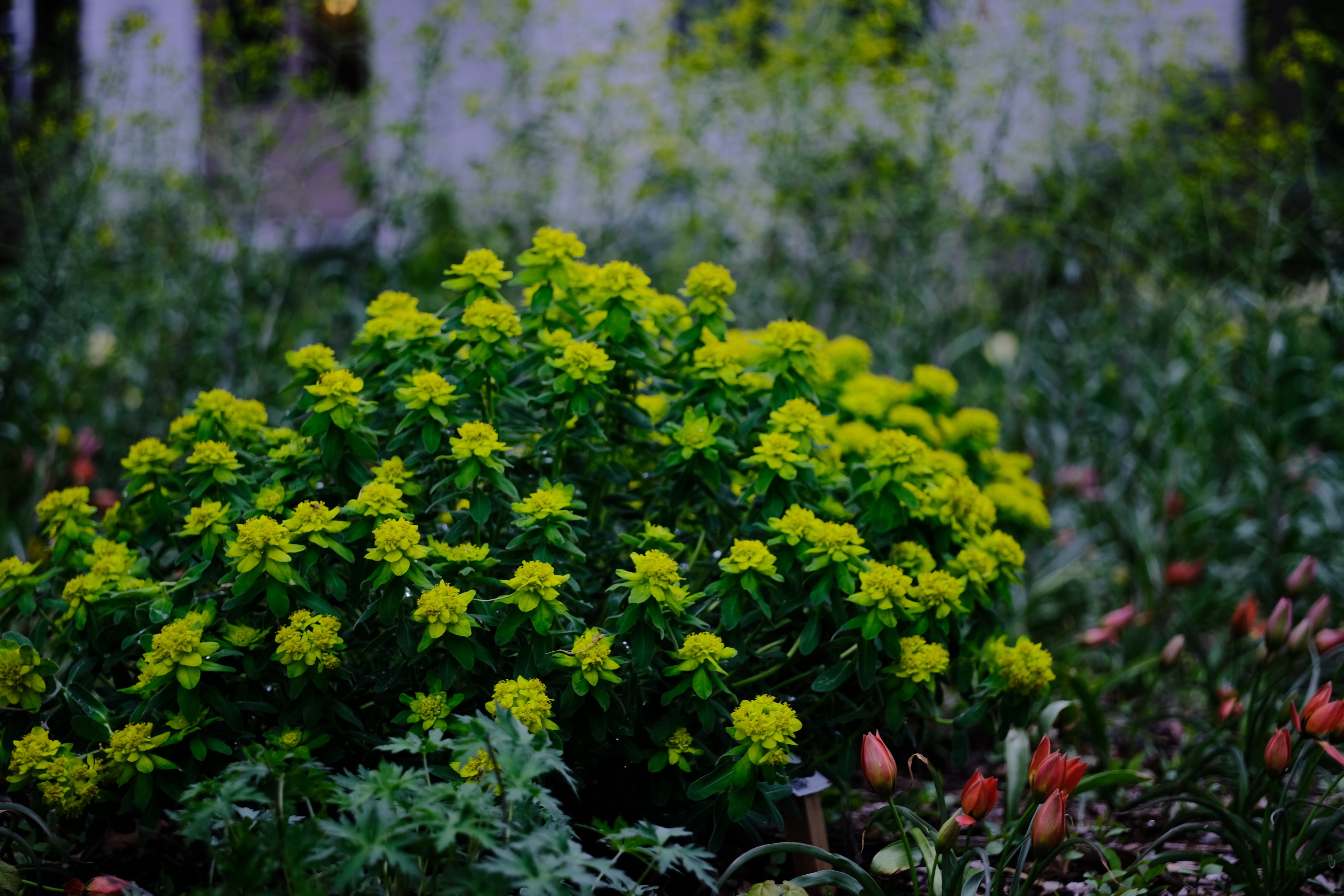 Euphorbia polychroma with species tulips at The Old Dairy Nursery