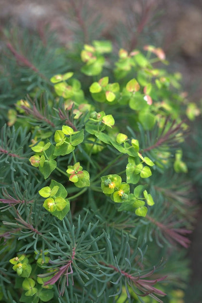 Euphorbia cyparissias