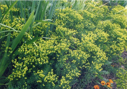 Euphorbia cyparissias