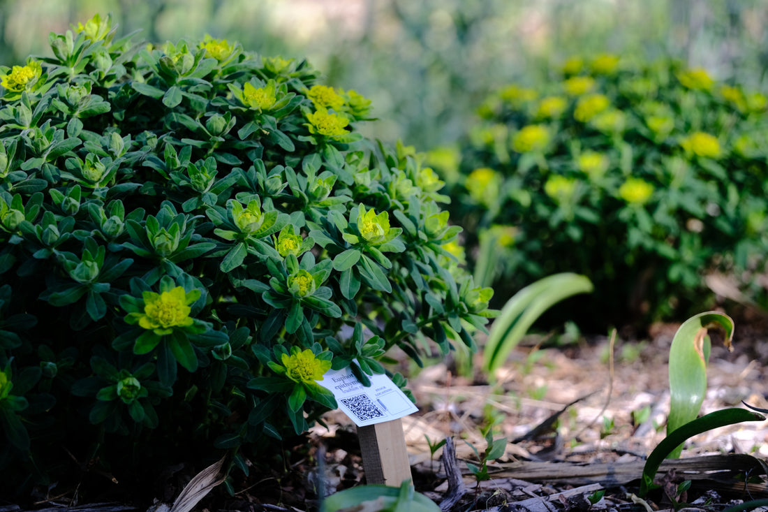 Euphorbia epithymoides (polychroma) | cushion spurge in the garden