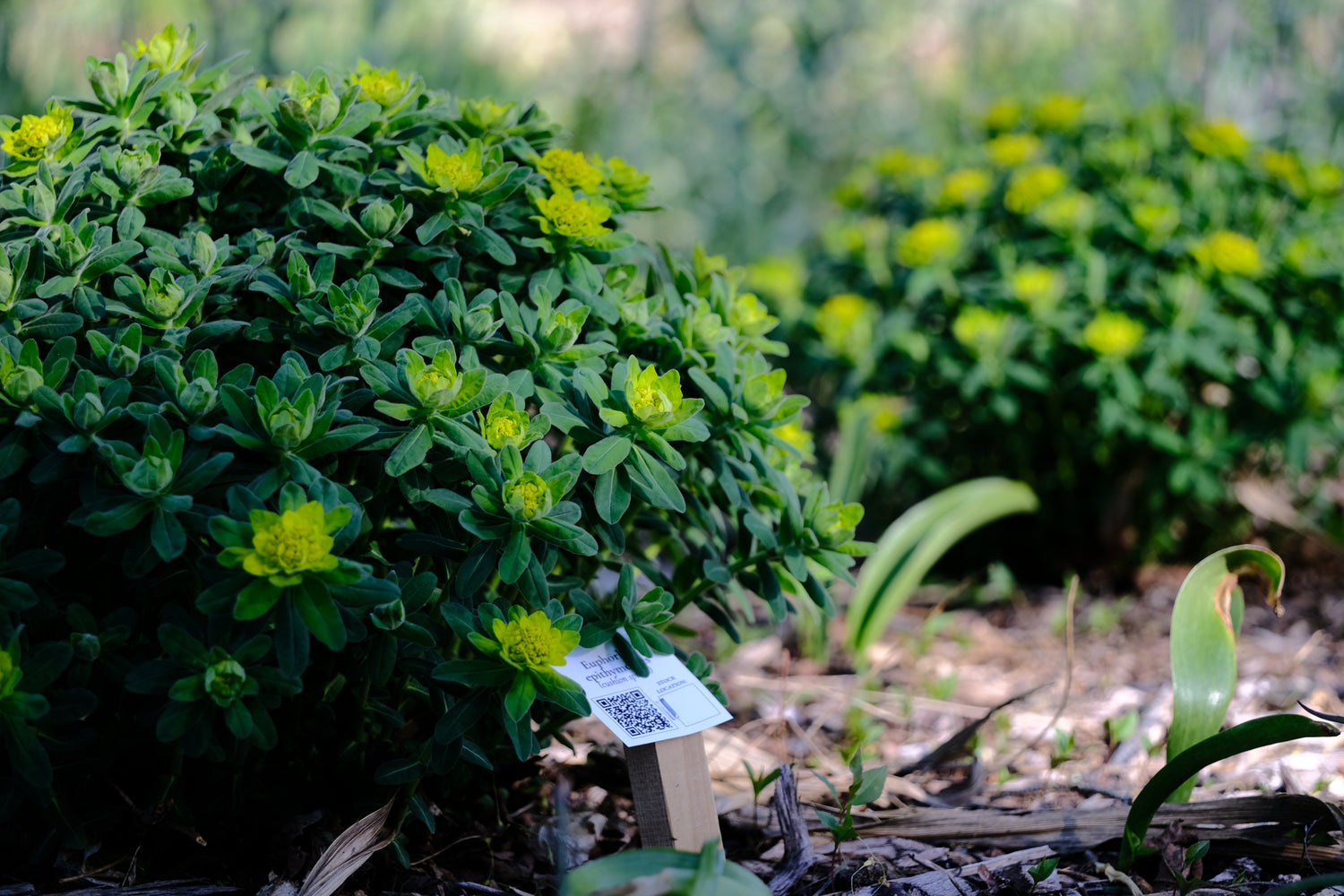 Euphorbia epithymoides (polychroma) | cushion spurge in the garden