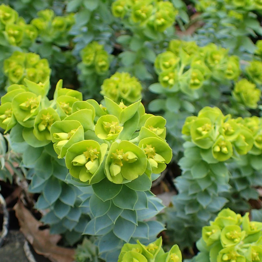 Euphorbia myrsinites | myrtle spurge