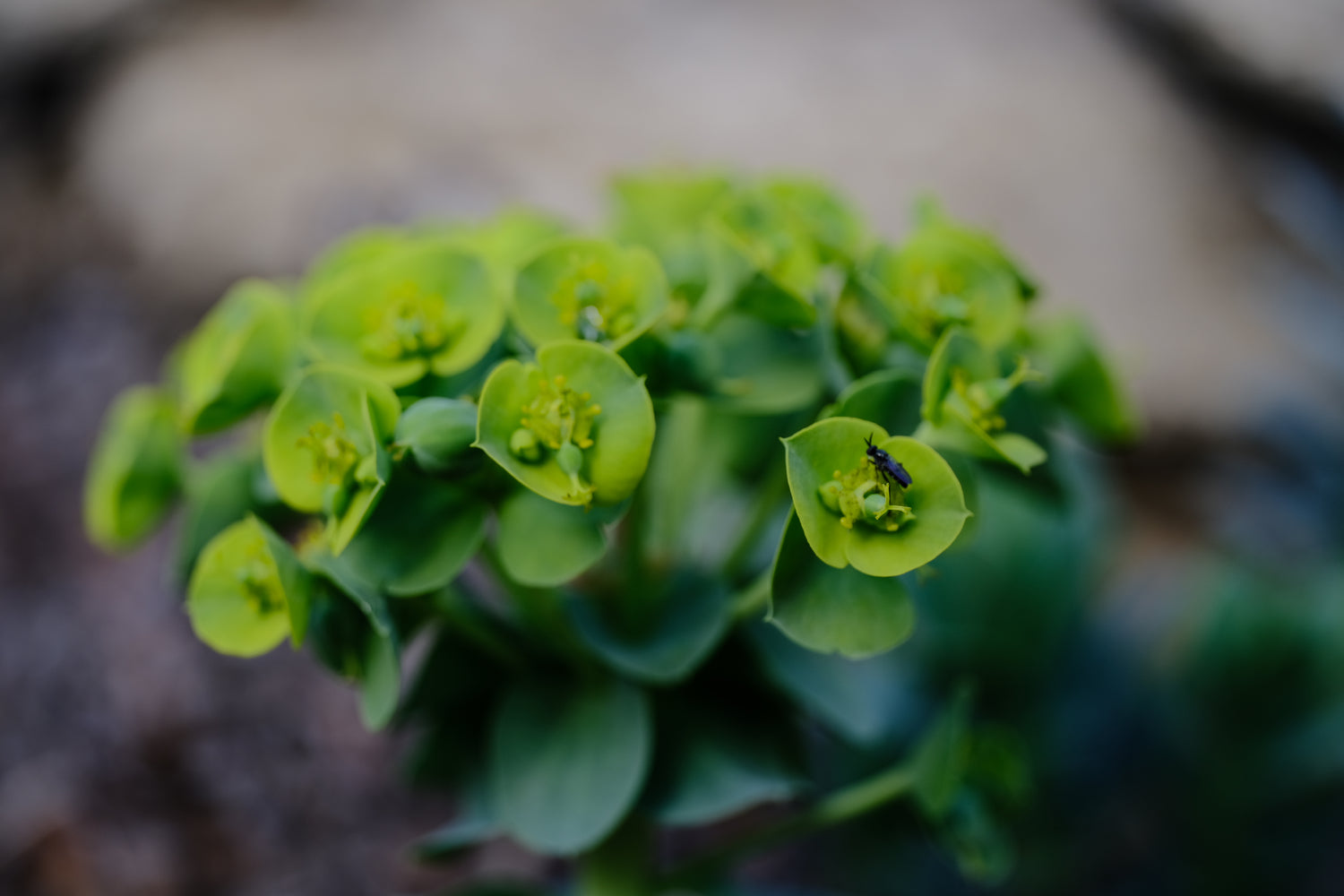 Euphorbia myrsinites flower with pollinator