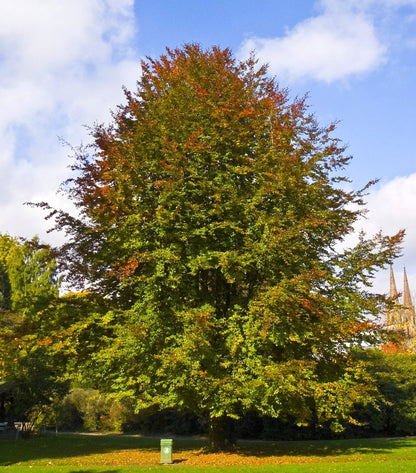 Fagus sylvatica