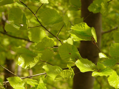 Fagus sylvatica