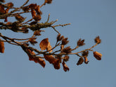 Fagus sylvatica (European beech) seed pods