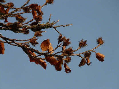 Fagus sylvatica (European beech) seed pods