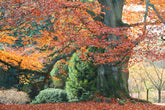 Fagus sylvatica (European beech) autumn landscape