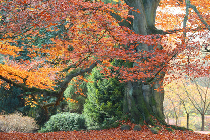 Fagus sylvatica (European beech) autumn landscape