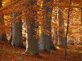 Fagus sylvatica (European beech) forest in autumn