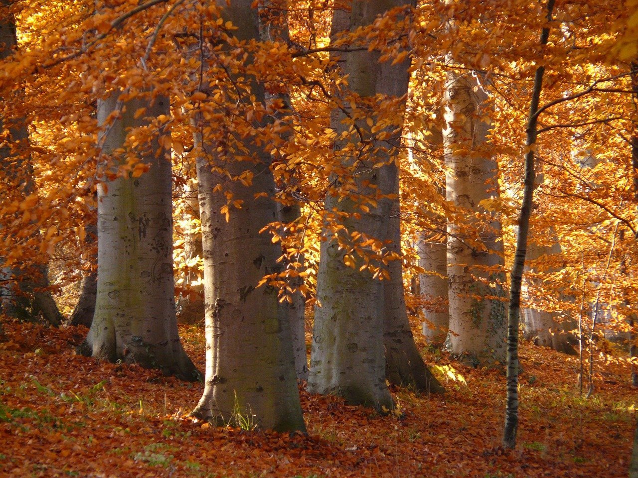 Fagus sylvatica (European beech) forest in autumn