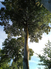 Fagus sylvatica (European beech) trunk