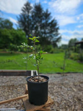 Fagus sylvatica (European beech) sale size at The Old Dairy Nursery