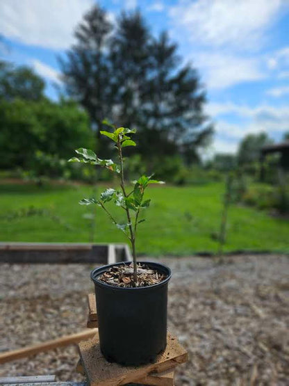 Fagus sylvatica (European beech) sale size at The Old Dairy Nursery