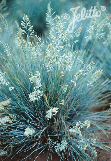 Festuca glauca &