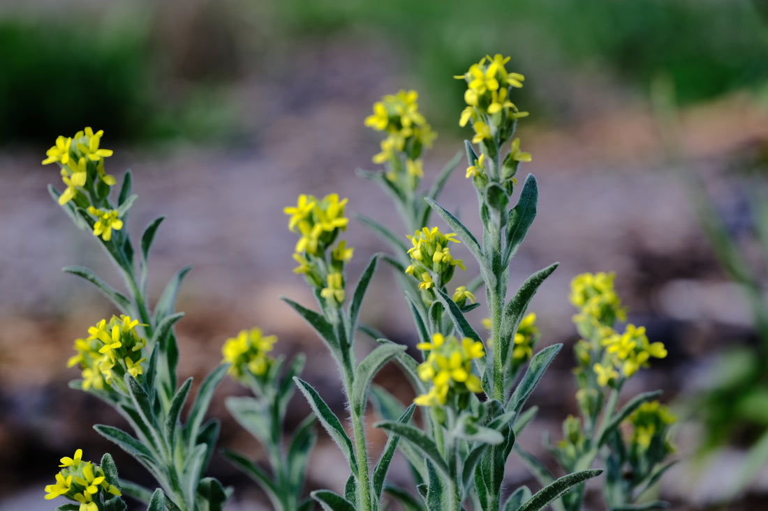 Fibigia clypeata | Roman shields yellow blooms in the spring garden