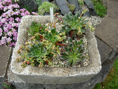 Lewisia cotyledon (cliff maids) in a trough 