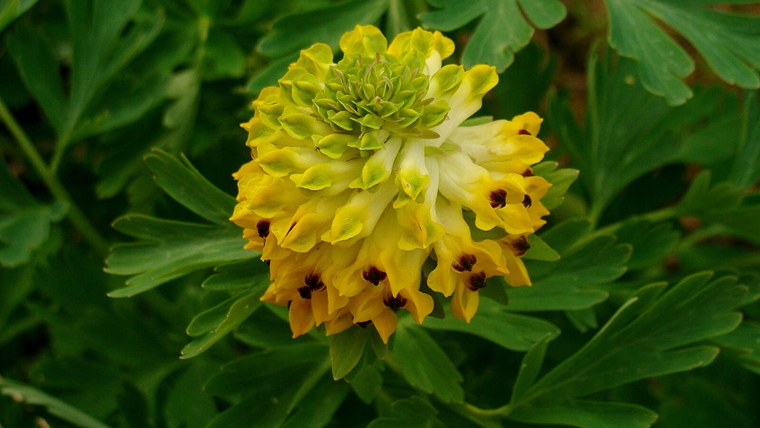Corydalis nobilis yellow flower