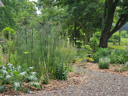 Foeniculum vulgare 'Purpureum'