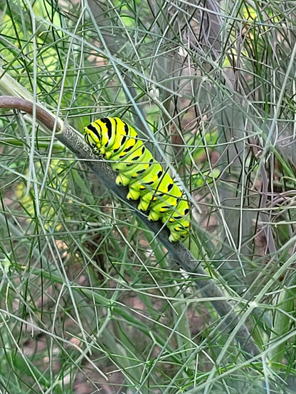 Foeniculum vulgare 'Purpureum'